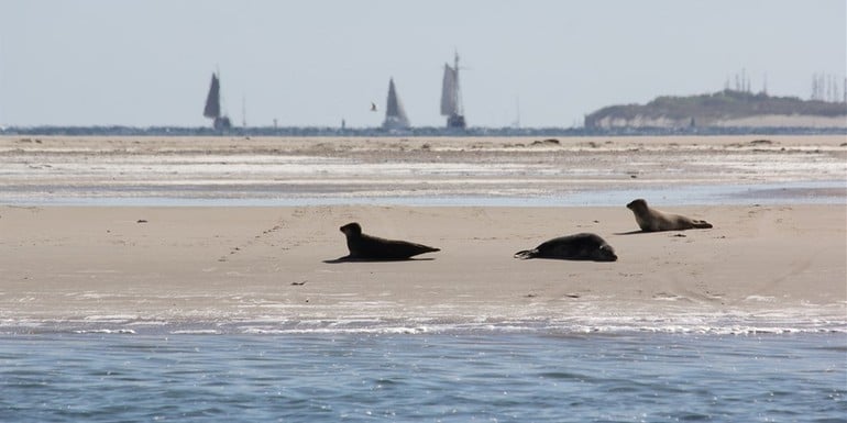 waddenzee